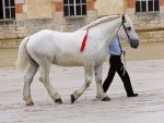 280px-Percheron_cluny102.jpg