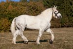 percheron_01.jpg