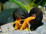 1435671172_1431538791_tylomelania-sp.-poso-orange-rabbit-snail-1.jpg