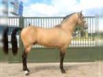 p-r-e--stallion-5years-16-1-hh-buckskin-dressagehorses-leisurehorses-baroquehorses-showhorses-...jpg