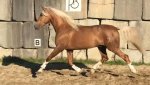 young-palomino-pre.jpg