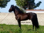 andalusian-stallion-7years-15-1-hh-smoky-black-dressagehorses-leisurehorses-baroquehorses-veje...jpg