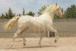 p-r-e--stallion-cremello-sire-breedinghorses-yecla-2267092_3.jpg
