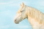 p-r-e--stallion-cremello-sire-breedinghorses-yecla-2267092_1.jpg