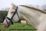 p-r-e--stallion-7years-15-3-hh-perlino-dressagehorses-leisurehorses-breedinghorses-baroquehors...jpg