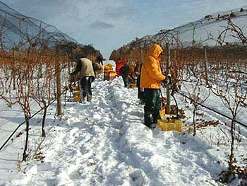 00000266d-icewine_picking.jpg