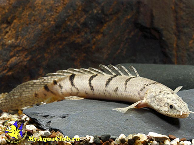 11-40-12-Polypterus-delhezi-03.jpg