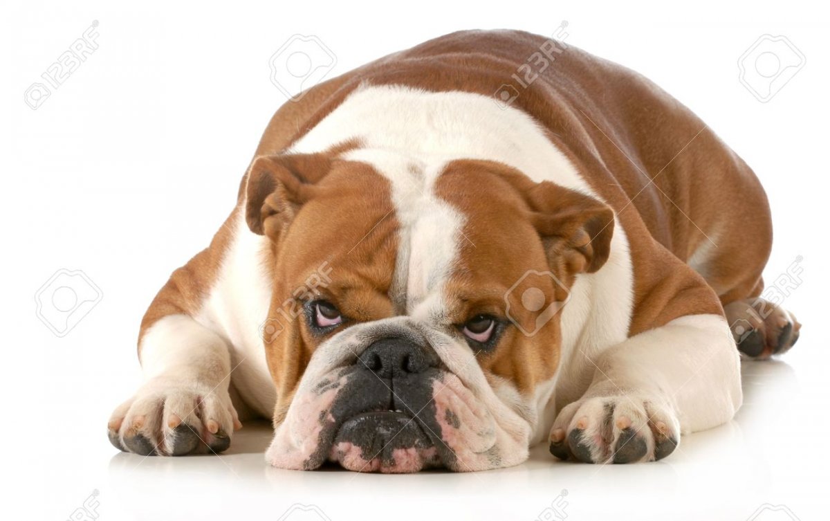 20310173-chien-enragé-english-bulldog-fixant-avec-expression-aigre-isolé-sur-fond-blanc.jpg