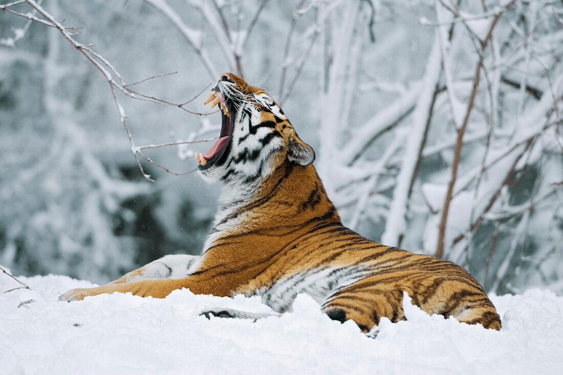 70045486-Siberian-Tiger-lying-in-snow-in-a-zoo.jpg