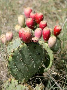 936e5df141ffa1df1f82ca424e439a3e--cactus-seeds-cactus-plants.jpg