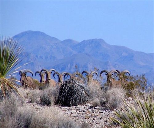 bibe-aoudad_nps_700-500x415.jpg