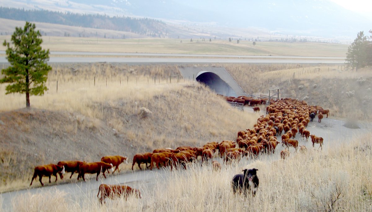 cattlemen1.jpg