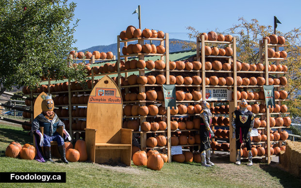 davidson-orchards-pumpkin-castle-620x388.jpg