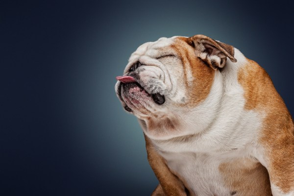 english-bulldog-pet-portrait.jpg