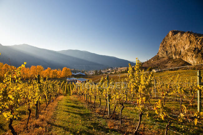 focused_200734760-stock-photo-autumnal-vineyard-fields-okanagan-falls.jpg