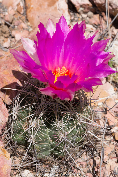 Glory-of-Texas-Cactus-BBNP-AB-150416-MG-5992.jpg