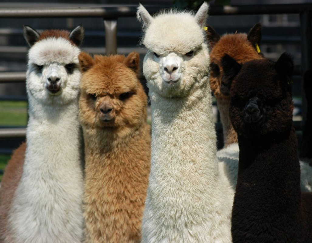 Huacaya-Alpacas-1078x840.jpg