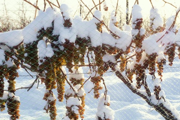 icewine-41541491635.jpg