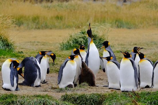 king-penguins.jpg