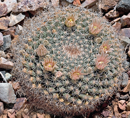 mammillaria-heyderi-round (1).jpg