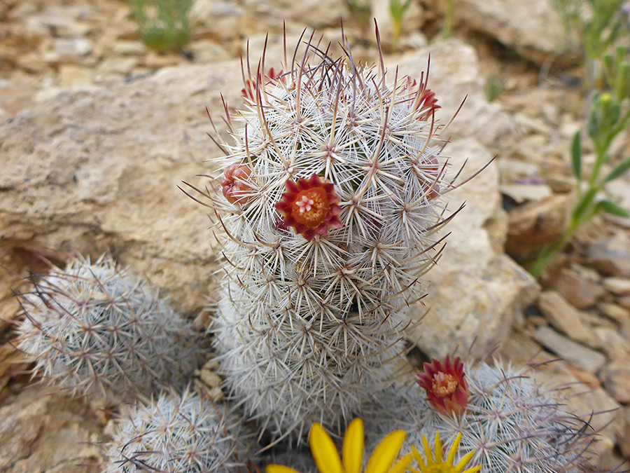 mammillaria-pottsii4.jpg