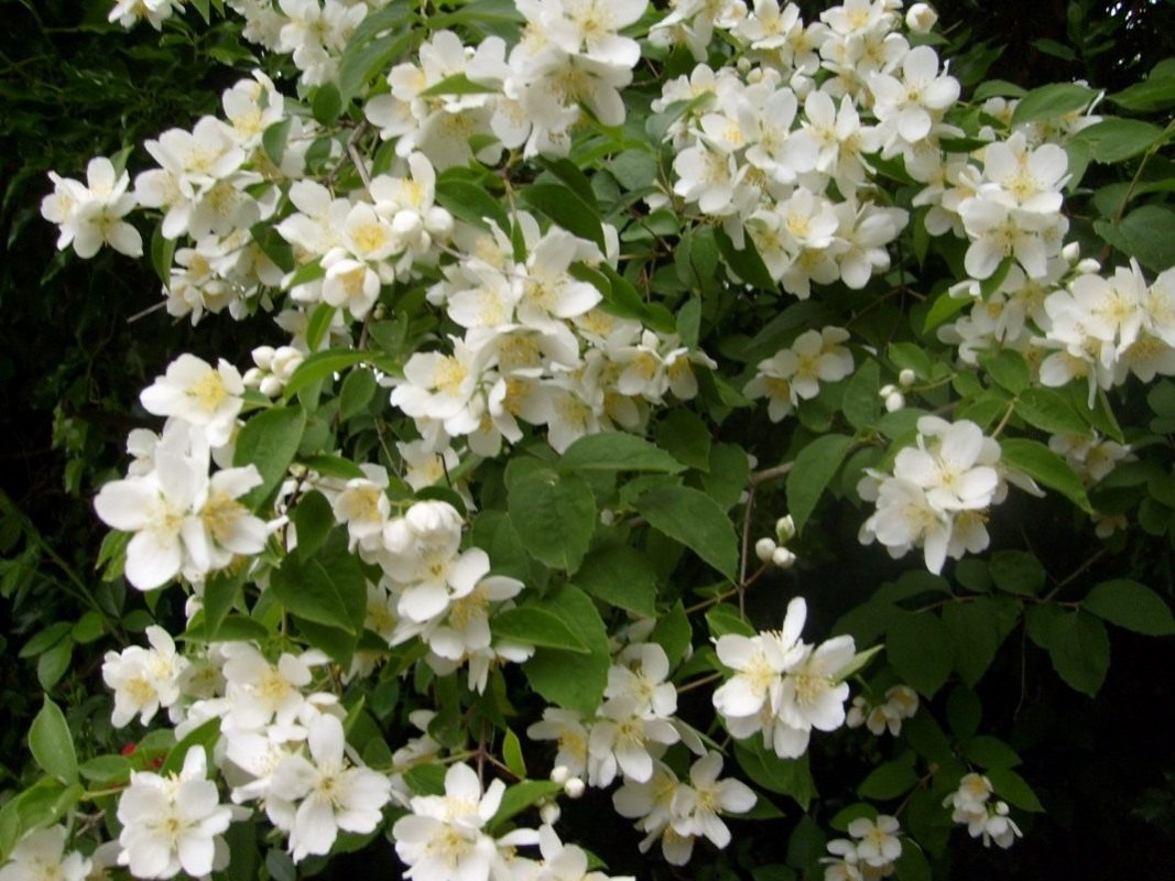 Philadelphus-botanichka-19-14-16-869556.jpg