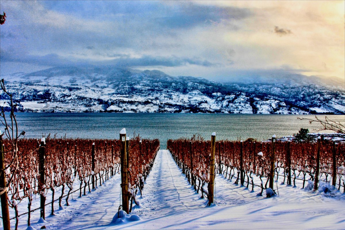 Quails-Gate_Winter-wine-bc-bcwi-8.jpg