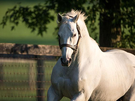 tapit_0.jpg