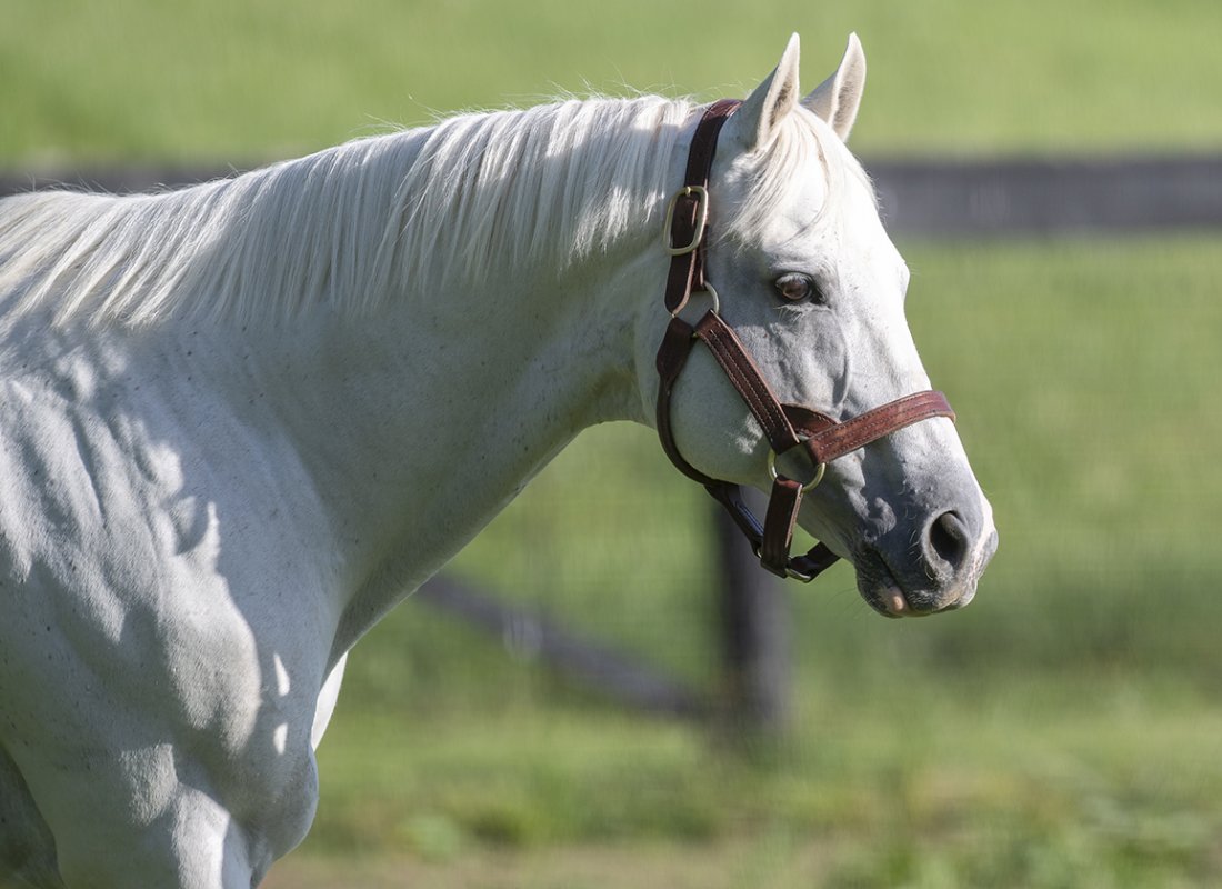 Tapit_05_21_2021_Gainesway_SA6_4004_PRINT_Sarah_Andrew.jpg