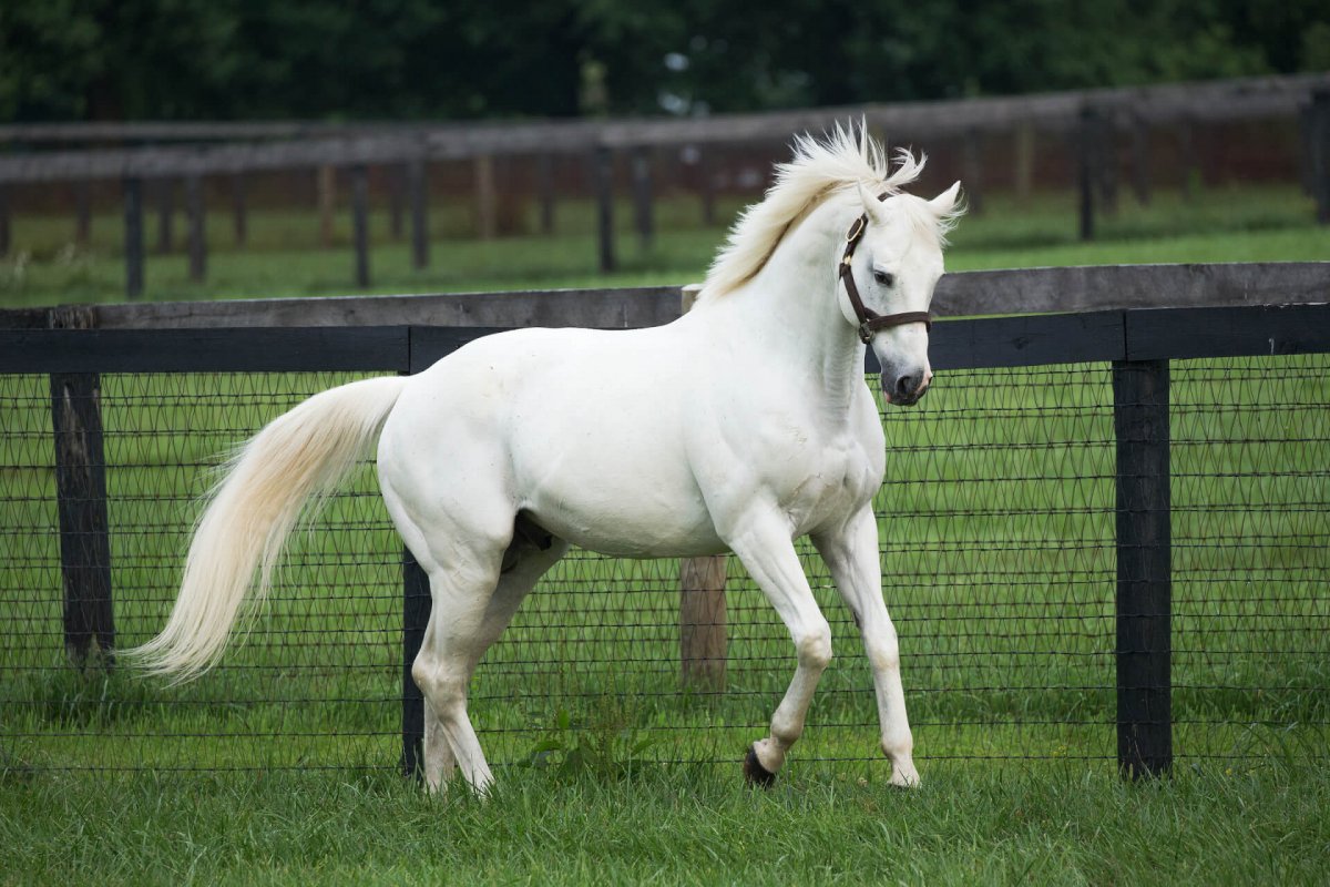 tapit_paddock.jpg