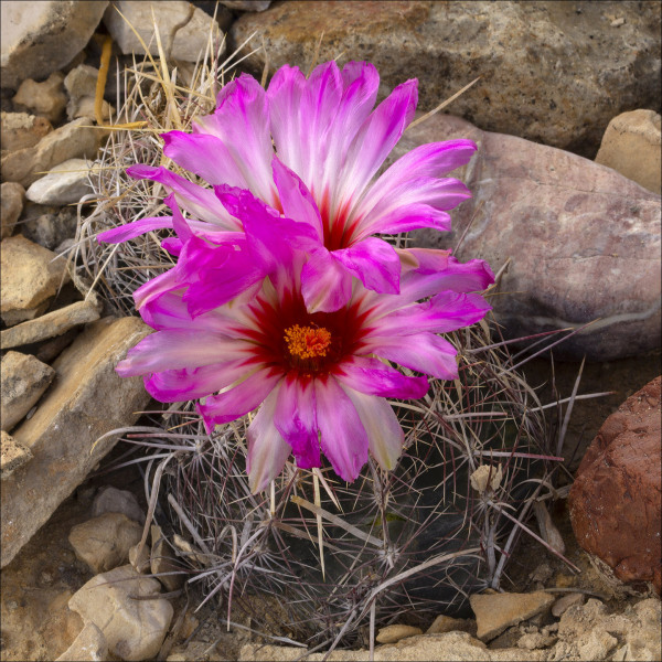 thelocactus-bicolor.jpg