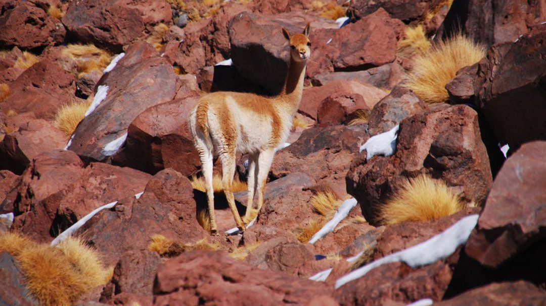 Vicuña-e1567018581843-1080x607.jpg