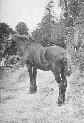 Vieux_bidet_breton.jpg