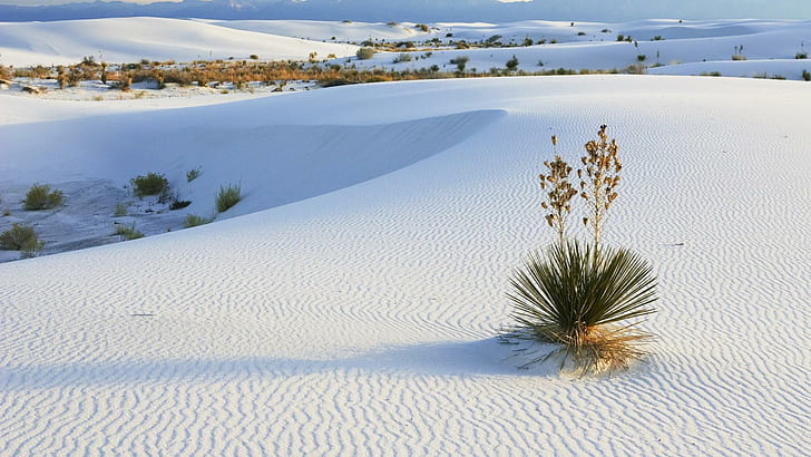 white-sands-new-mexico-desert-oasis-wallpaper-preview.jpg
