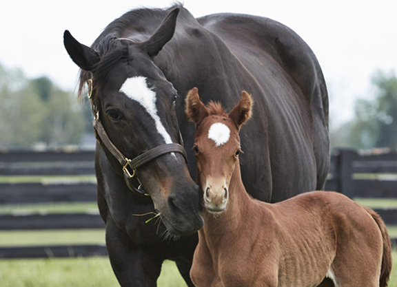 Zenyatta-2020-Candy-Ride-filly-WEB-credit-Alys-Emson-Lanes-End (1).jpg